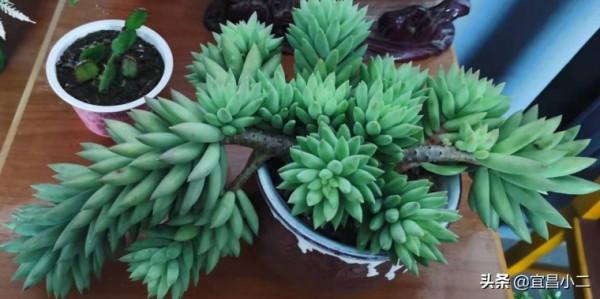 幾種非常好看的多肉植物，你值得養上一盆！你心目中多肉是那一款