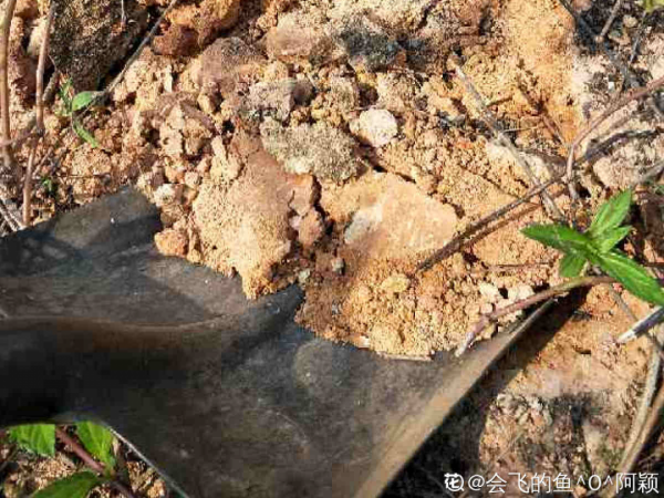 9種土別拿來養花，對花不好，容易黃葉爛根