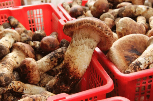 為什麼是雲南？看完我就開始查機票了……