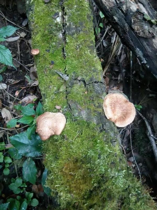 雲南小蘑菇的心酸，你知多少？