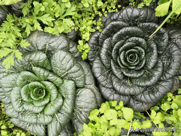 入冬後天氣幹，6種應季菜正陸續上市，高維C又清爽，趁新鮮要多吃