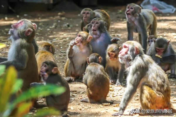 9分神片迴歸!中國人有多會吃海鮮?第一集就讓人邊流口水邊流淚 9分神片迴歸!中國人有多會吃海鮮?第一集就讓人邊流口水邊流淚
