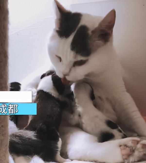 一窩狗崽失去了媽媽,女子嘗試讓貓照顧,再去看時:太有愛的畫面 一窩狗崽失去了媽媽,女子嘗試讓貓照顧,再去看時:太有愛的畫面