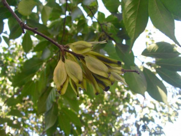 杜仲雄花有什麼用？有4大價值，難怪市場價格高達600多元一斤