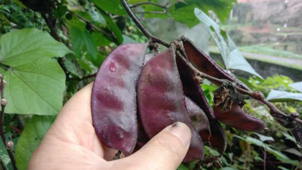 扁豆在農村家家都有，能健胃益脾，好多人不知道它的好處