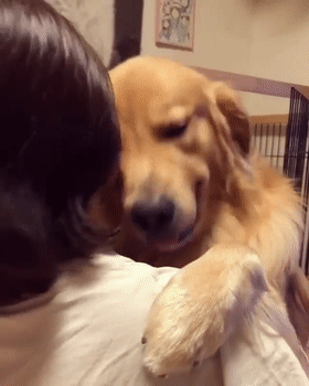 女生要養狗，可以考慮以下的這幾種“大狗”，你知道為啥嗎？