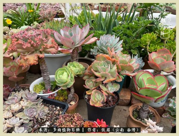 正是花好月圓時，再訪楊姐的屋頂花園