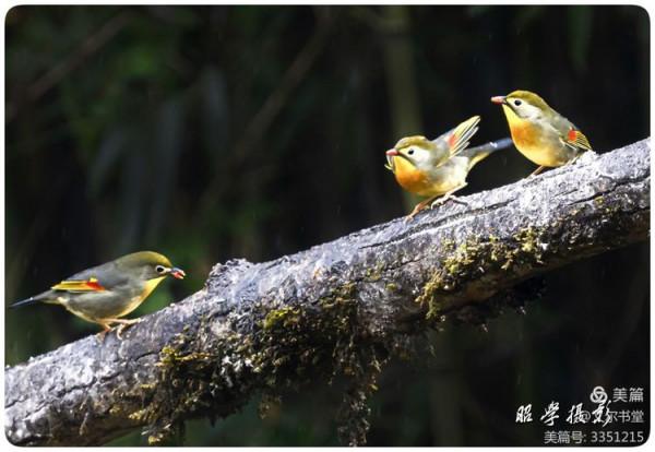 又爾書堂：紅嘴相思鳥一一忠貞愛情的楷模