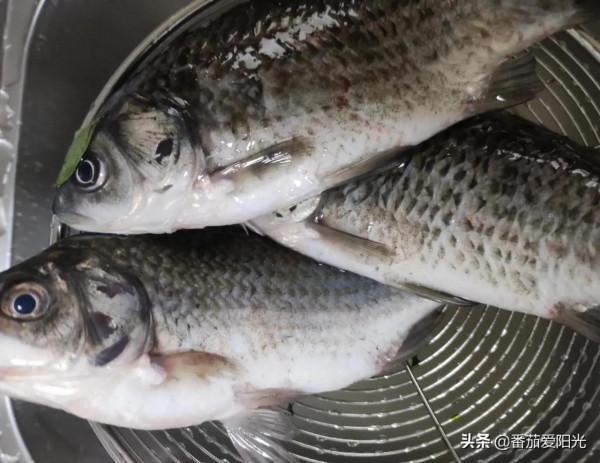 孔子創造“魚”、“羊”為鮮｜湯真白，味真鮮，一碗不夠，真香