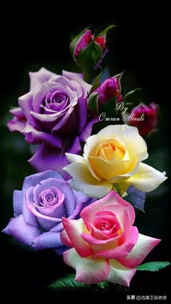 請欣賞美麗的奇美花草