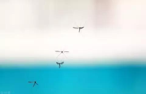 蝴蝶那些不為我們所知的秘密,有關蝴蝶的幾個冷知識 蝴蝶那些不為我們所知的秘密,有關蝴蝶的幾個冷知識