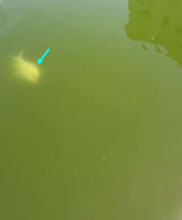 土鯪魚王!廣州釣魚人釣獲罕見土鯪,重6.5斤,這麼大要長几年? 土鯪魚王!廣州釣魚人釣獲罕見土鯪,重6.5斤,這麼大要長几年?