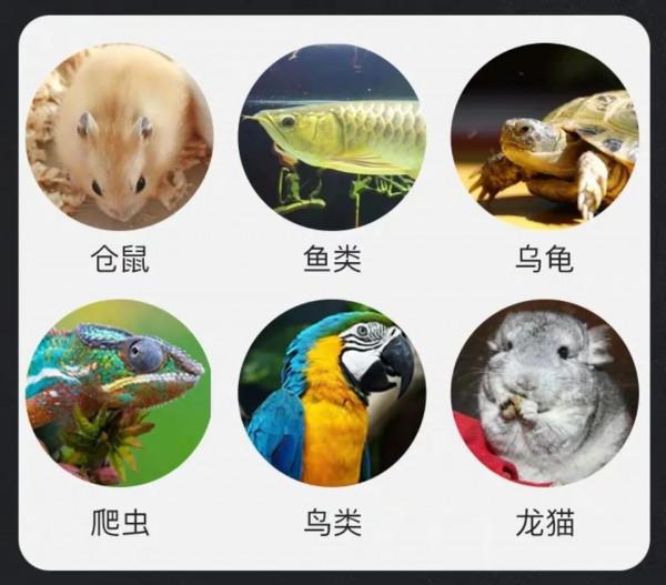 一年賣掉3000只狐狸，貓狗已經滿足不了95後的“野心”