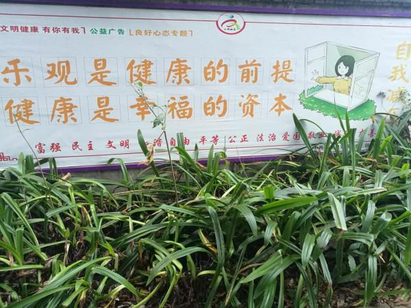 閒不住的候鳥（候鳥小菜園，提倡否？）