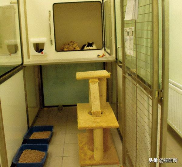 假期外出,如何給貓咪找靠譜寄養? 假期外出,如何給貓咪找靠譜寄養?