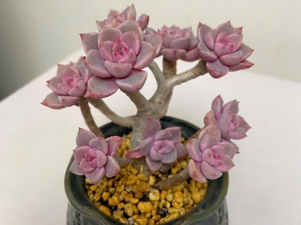 一顆火焰杯多肉八年時間的改變,曾經的小單頭變已成懸崖樁,震撼 一顆火焰杯多肉八年時間的改變,曾經的小單頭變已成懸崖樁,震撼