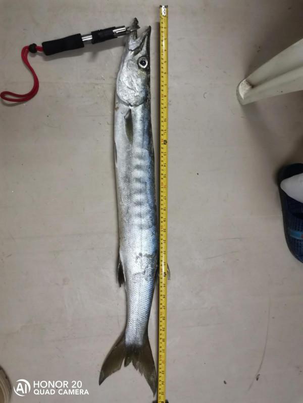 最近這些天都魚獲