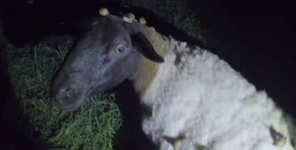 2010年,小夫妻買下1200畝荒地,只為一隻流浪狗,8年後年入千萬 2010年,小夫妻買下1200畝荒地,只為一隻流浪狗,8年後年入千萬