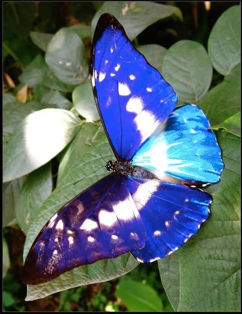 李西的神奇動物就在你我身邊——世界八大名貴蝴蝶