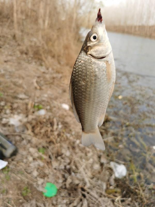 回顧近期垂釣經歷,總結經驗以利再戰 回顧近期垂釣經歷,總結經驗以利再戰