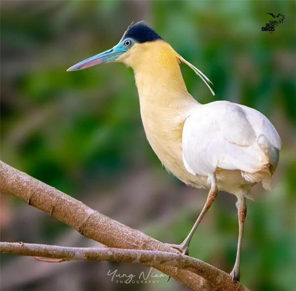 看！這些鳥兒像&hellip;&hellip;