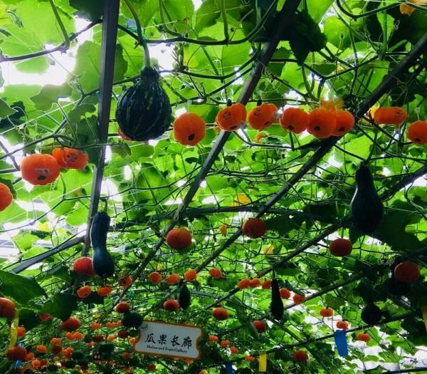 這個冬天,你應該去一趟廣西之崇左玉林靖西 這個冬天,你應該去一趟廣西之崇左玉林靖西