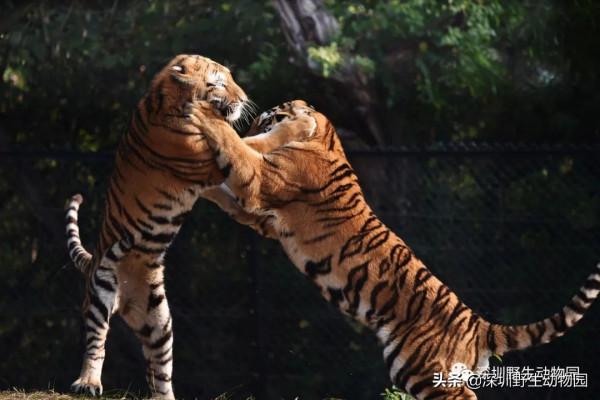 福虎開心驛站「 i 老虎 you」