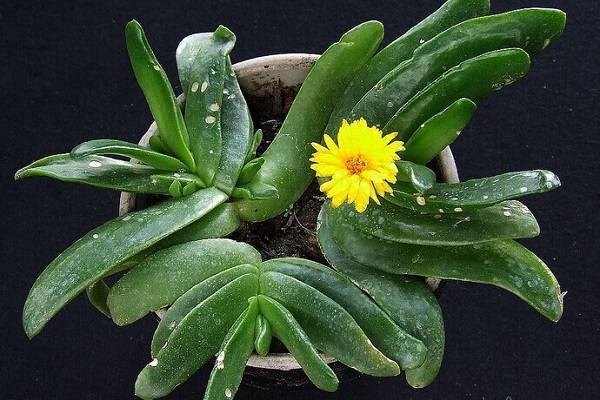 5種霸氣花，個個“醜八怪”卻吉利鎮宅，丟在角落不管，一樣爆棚