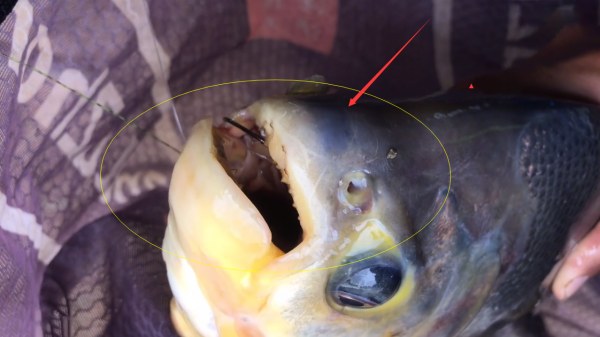 廣州一男子遇上“剪刀魚”,鋼絲線都被咬斷,守了5天才釣上岸 廣州一男子遇上“剪刀魚”,鋼絲線都被咬斷,守了5天才釣上岸