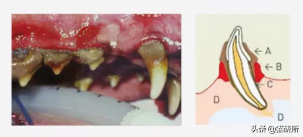 80%貓咪都有牙周炎？貓咪口臭就要警惕