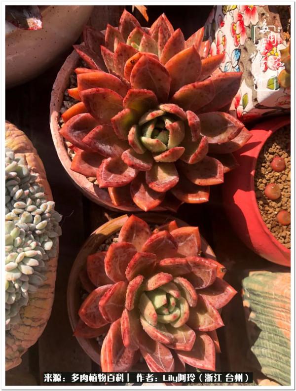 多肉是一個人的狂歡，小城多肉花壇準備出道啦