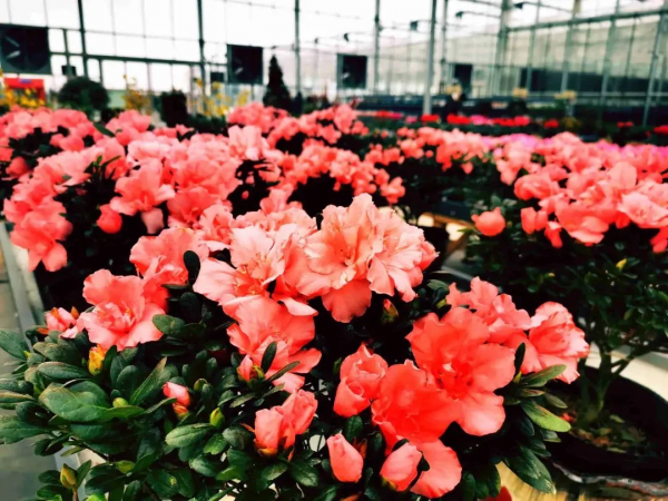 我們的節日 &vert; 給你的年味錦上添&OpenCurlyDoubleQuote;花&rdquo;！