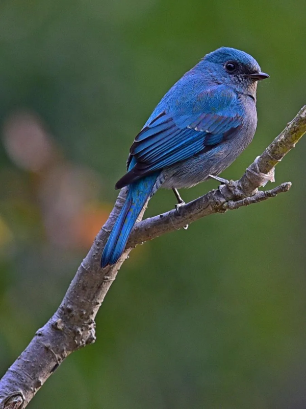 珍稀鳥兒60種，喜歡的來看了