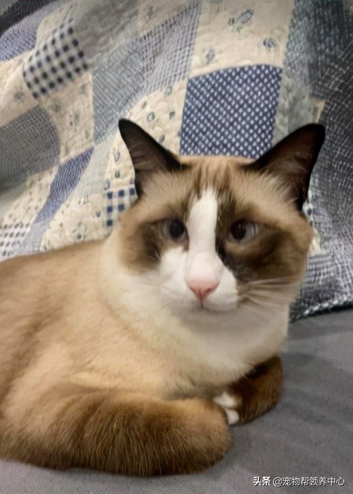 貓咪這一舉動直接整破防了!主人:我從未想過它對我的愛這麼深 貓咪這一舉動直接整破防了!主人:我從未想過它對我的愛這麼深