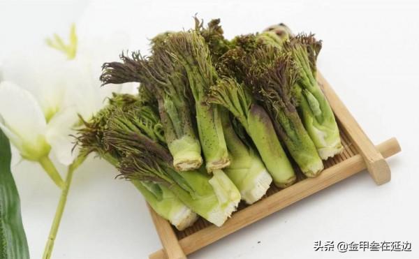 盤點東北人摯愛的野菜！不知道你吃過幾種？現在買真不便宜…