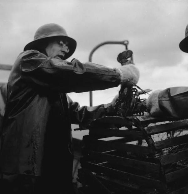 加拿大龍蝦加工的那些事:從龍蝦罐頭到自嗨鍋 加拿大龍蝦加工的那些事:從龍蝦罐頭到自嗨鍋