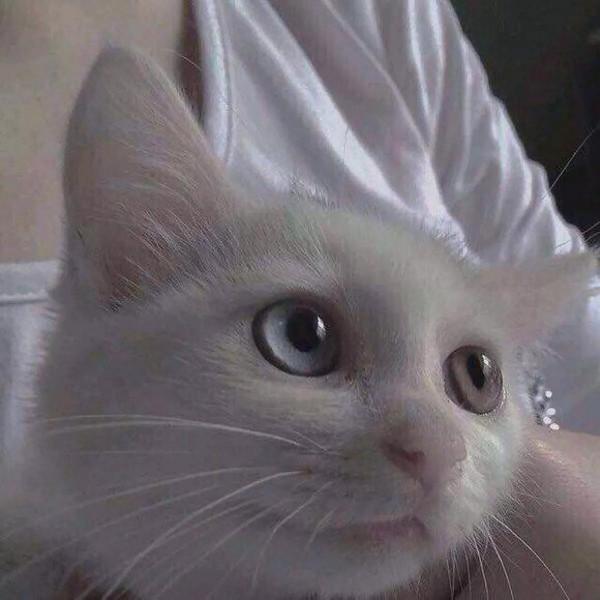 看遍世間繁華,歸來依舊是少年的星座 看遍世間繁華,歸來依舊是少年的星座