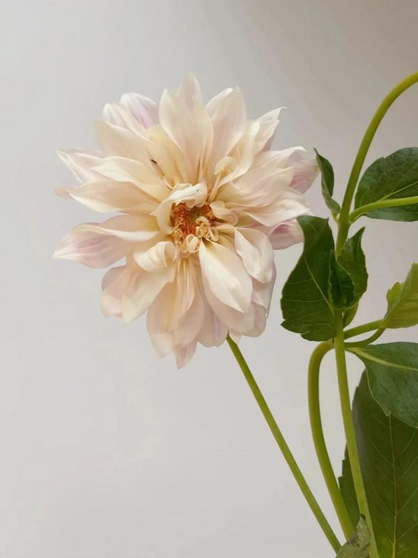 植庫‖豐富多彩的大麗花竟被冠為慘案之名？