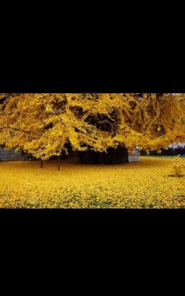 你見過1400年前的銀杏樹嗎?美爆了 你見過1400年前的銀杏樹嗎?美爆了