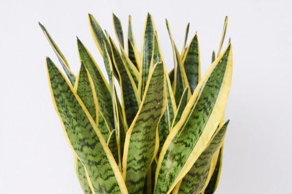 9月養虎皮蘭,施肥很重要,還要抓緊時間做好這5點,才會養出狀態 9月養虎皮蘭,施肥很重要,還要抓緊時間做好這5點,才會養出狀態