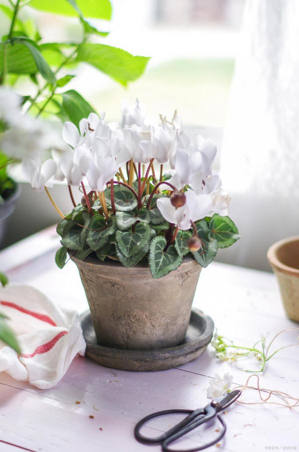 6種“漂亮花”,天生不怕“冷”,現在養錯不了 6種“漂亮花”,天生不怕“冷”,現在養錯不了