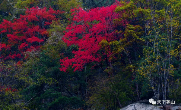 門票全免，索道八折，“堯山·醉美紅葉季”詩意歸來！