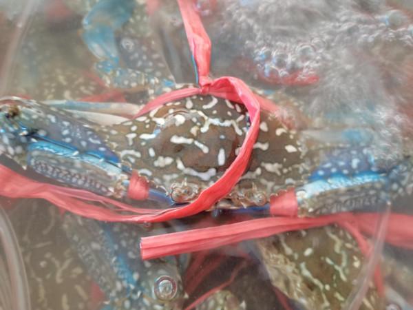 湛江漁民，捕撈到海上霸主，直接剪掉漁網，一隻賣了五百塊錢