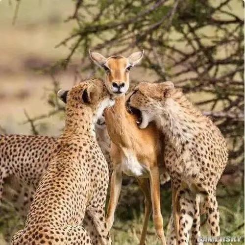 原圖放大詩解《今日頭條》作者：(宮門桃李)李府鍾