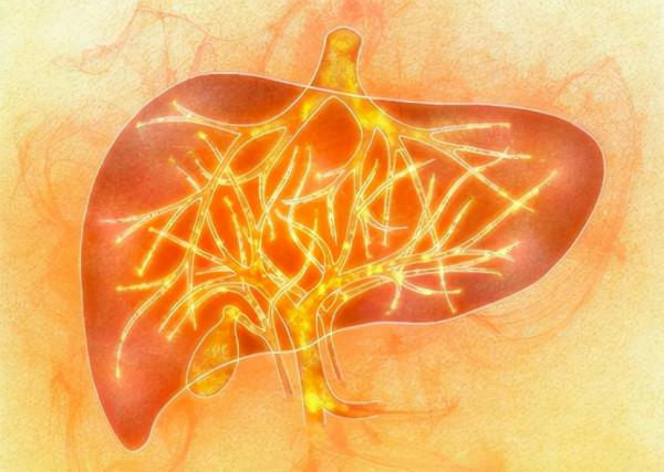 你身體裡的甘油三脂是從哪來的？又去了哪？來去為什麼會失衡？