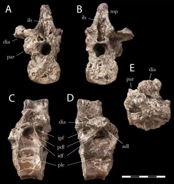英國新發現能像豹子一樣爬樹的似鳥恐龍