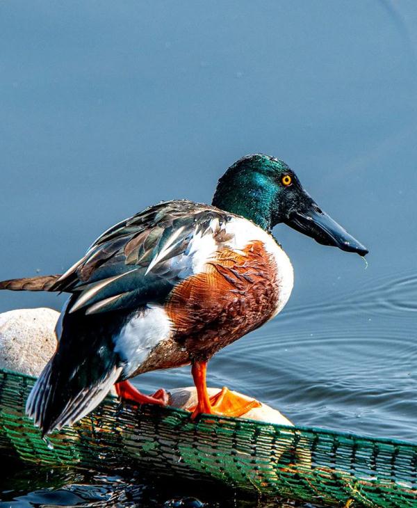 多圖｜石屏異龍湖觀鳥圖鑑