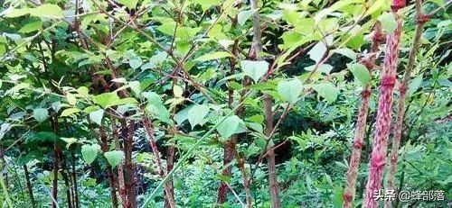 長出來會使地面破裂，農藥也毒不死的酸筒杆，乾貨價格50元1斤