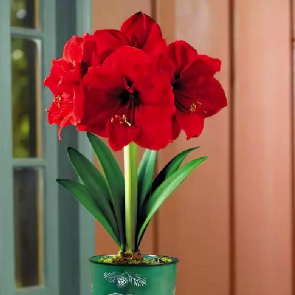 馬上就要過年了,還在為買什麼年宵花發愁嗎?推薦36種供你參考 馬上就要過年了,還在為買什麼年宵花發愁嗎?推薦36種供你參考