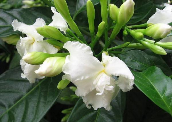 這種花比竇娥還冤！就因名字不受待見，實際美如畫